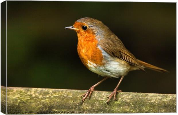 Robin on Wooden Railing Canvas Print by Martin Day