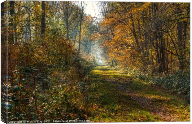 Southery Woods in Autumn Glory Canvas Print by Martin Day