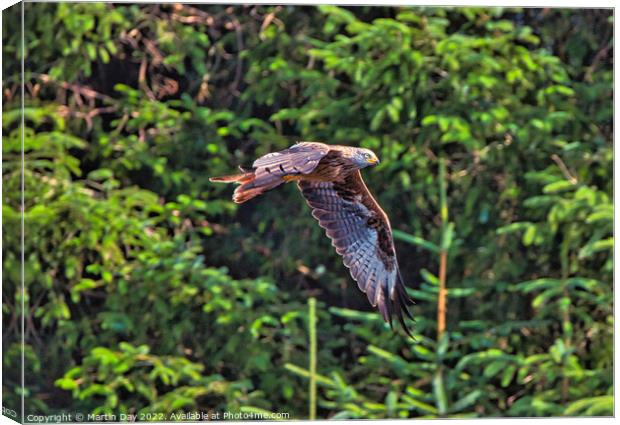 Majestic Red Kite in Flight Canvas Print by Martin Day