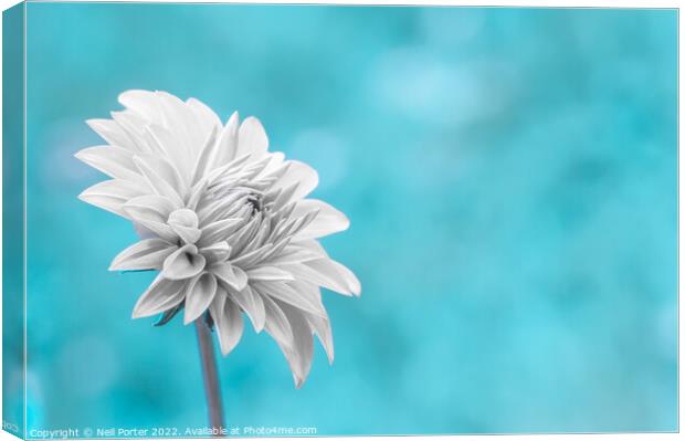 Snow White Petals Canvas Print by Neil Porter