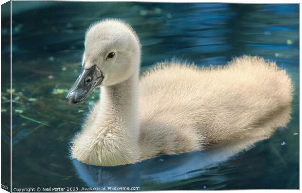 The Cygnet Canvas Print by Neil Porter