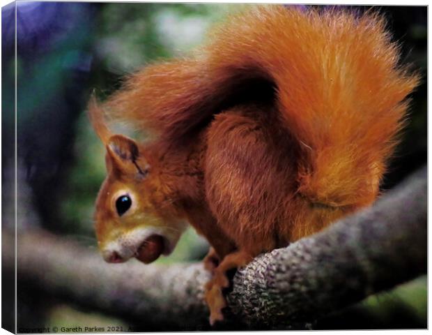 A Red squirrel on a branch Canvas Print by Gareth Parkes