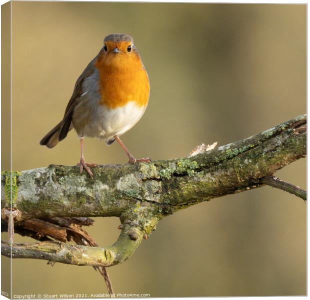 A curious robin Canvas Print by Stuart Wilson