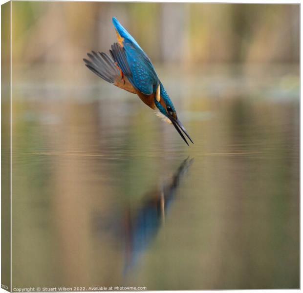 A diving kingfisher Canvas Print by Stuart Wilson