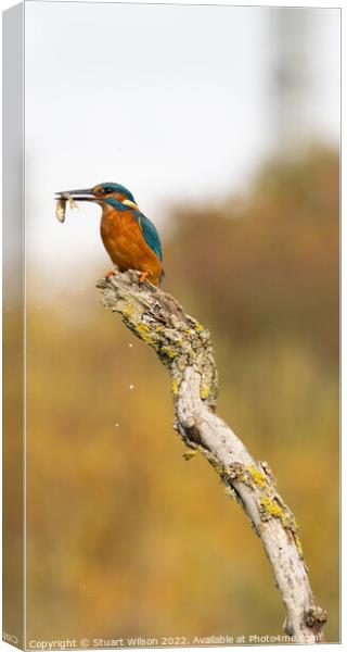 Kingfisher and his fish Canvas Print by Stuart Wilson