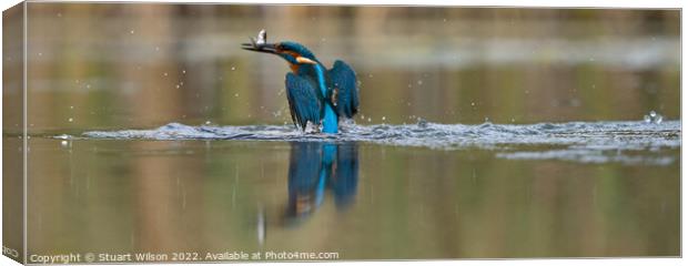 A kingfisher triumphant with catch Canvas Print by Stuart Wilson