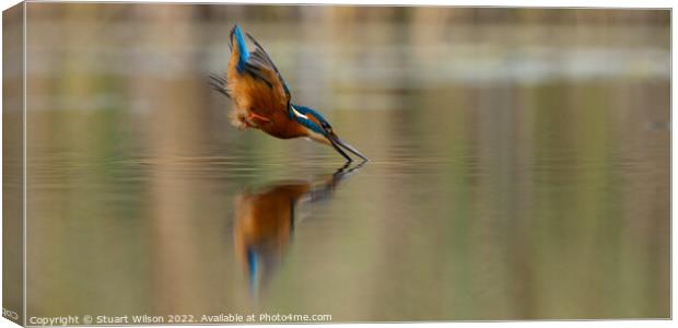 Kingfisher dives for fish Canvas Print by Stuart Wilson