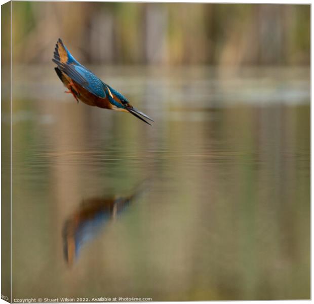 A kingfisher locked on Canvas Print by Stuart Wilson
