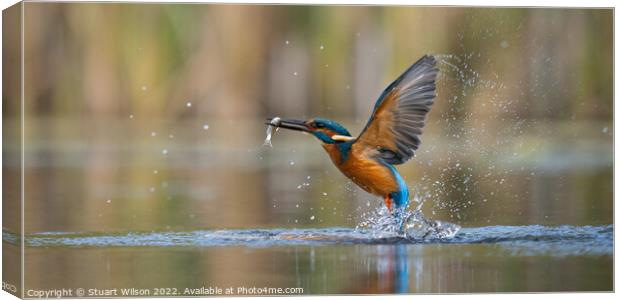 The magnificent kingfisher Canvas Print by Stuart Wilson