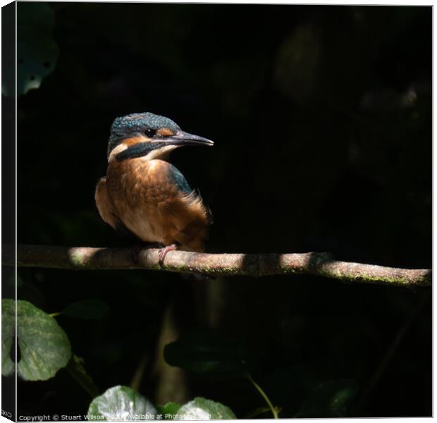 Juvenile Kingfisher on a Branch Canvas Print by Stuart Wilson