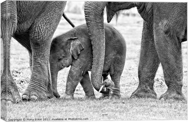 Elephant in the Middle Canvas Print by Fiona Etkin