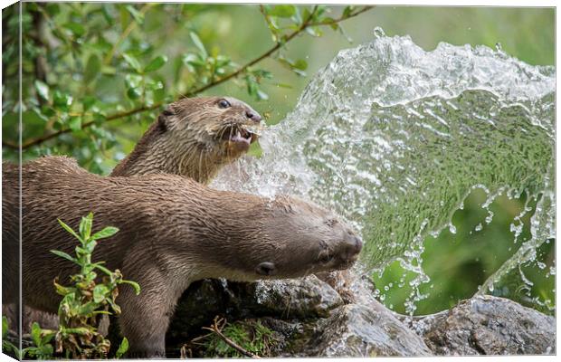 Otters Playing in the fountain Canvas Print by Fiona Etkin