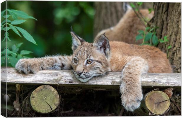 Lynx Kitten relaxing on a wooden ledge Canvas Print by Fiona Etkin