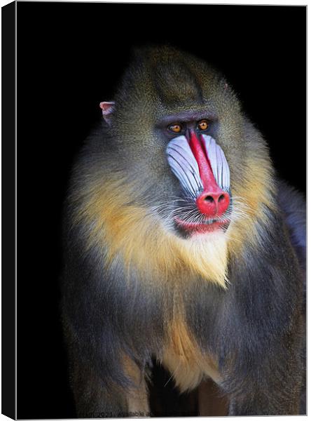 Mandrill Portrait Canvas Print by Fiona Etkin