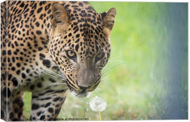 Sariask the male Amur Leopard Canvas Print by Fiona Etkin