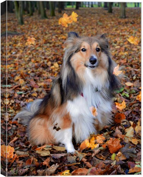 Autumnal Sheltie in the falling leaves Canvas Print by Fiona Etkin