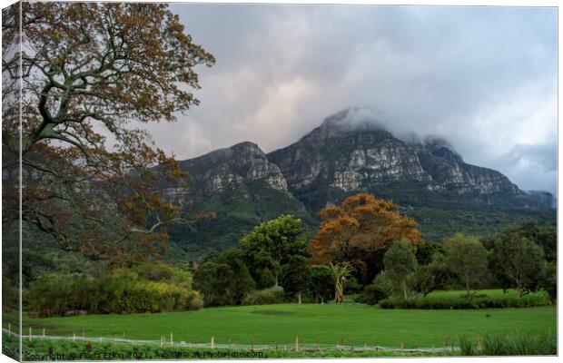 Mountainview from Kirstenbosch gdns Canvas Print by Fiona Etkin
