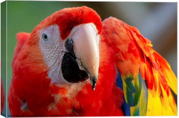 Scarlet Macaw close up portrait Canvas Print by Fiona Etkin