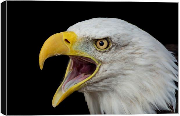 Bald Eagle with open beak portrait Canvas Print by Fiona Etkin