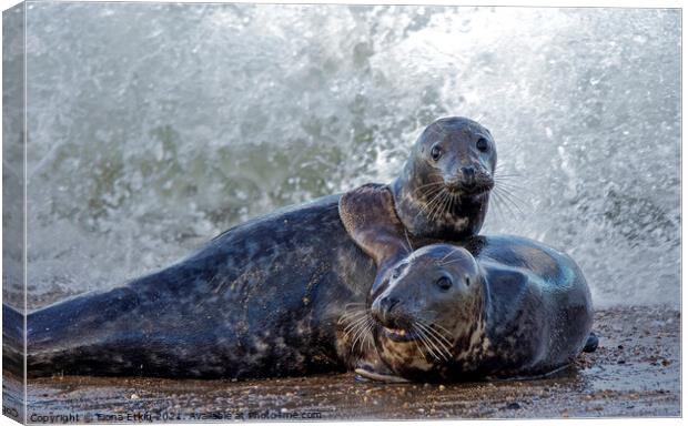  seals embracing the waves Canvas Print by Fiona Etkin