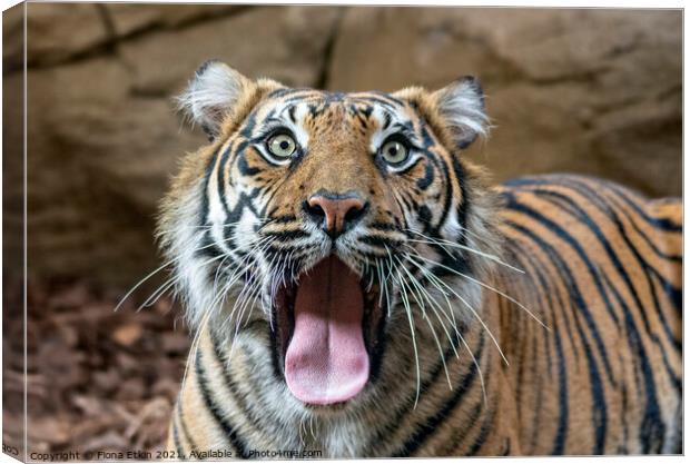 Sumatran Tigress yawning Canvas Print by Fiona Etkin