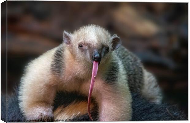 Southern Tamandua with a very long tongue!!!!! Canvas Print by Fiona Etkin