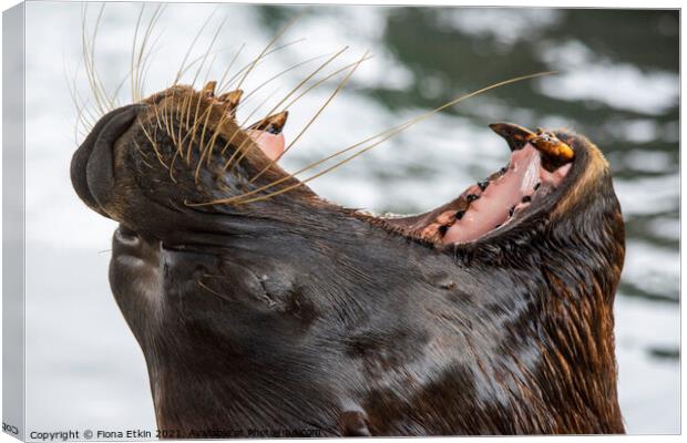 Californian Sealion having a big yawn!!! Canvas Print by Fiona Etkin