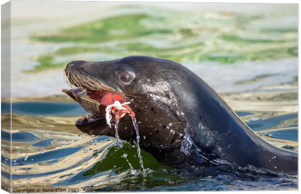 Playful Sealion  Canvas Print by Fiona Etkin