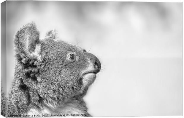 Koala portrait in Black and white Canvas Print by Fiona Etkin