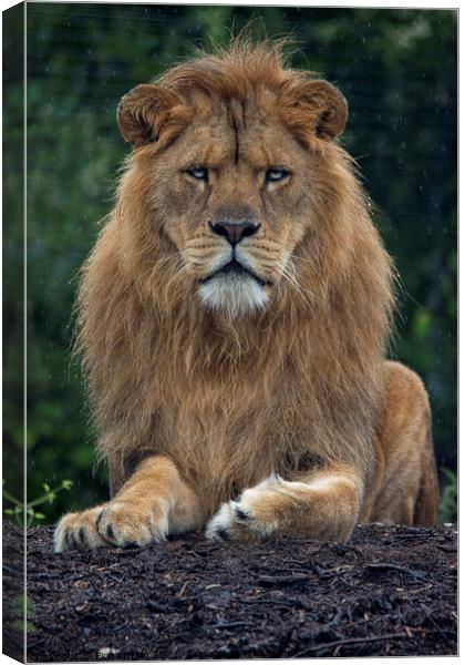 Male lion in the rain Canvas Print by Fiona Etkin
