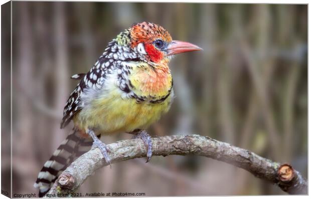 Red and Yellow Barbet  Canvas Print by Fiona Etkin