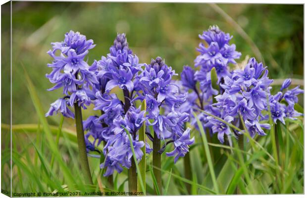 Bluebells at Pevensey  Canvas Print by Fiona Etkin