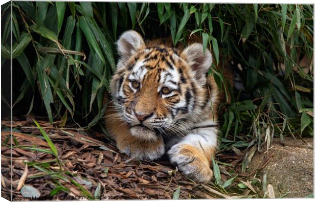 Tiger cub in the undergrowth Canvas Print by Fiona Etkin