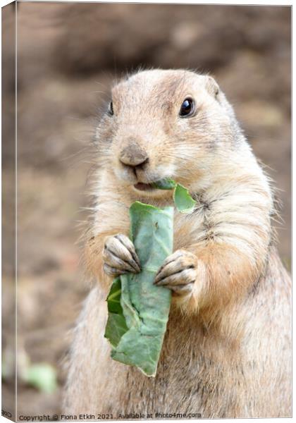 Prairie dog eating cabbage Canvas Print by Fiona Etkin