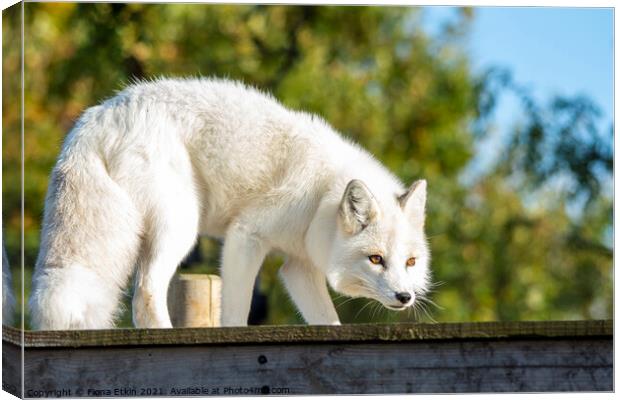 White Fox bathed in sunlight Canvas Print by Fiona Etkin