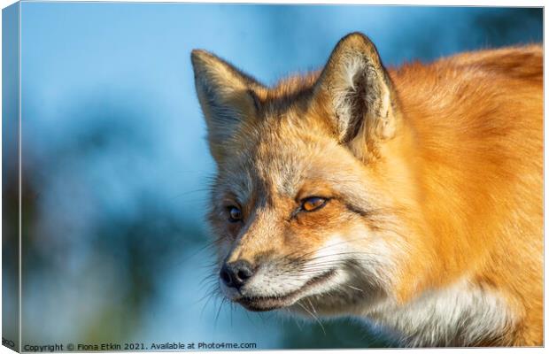 Red Fox in beautiful sun light Canvas Print by Fiona Etkin