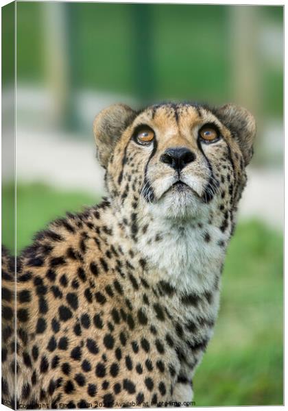 Cheetah caught in an upward gaze Canvas Print by Fiona Etkin