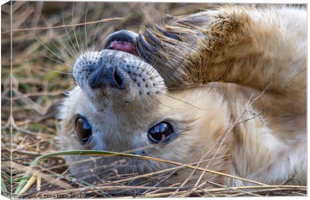 Grey Seal pup with flipper in mouth Canvas Print by Fiona Etkin