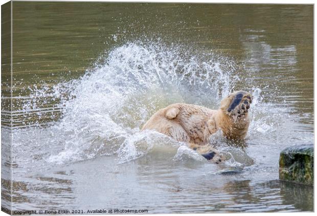 Polar bear diving into water Canvas Print by Fiona Etkin