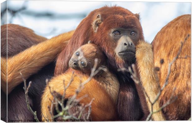 Baby Howler Monkey with mum Canvas Print by Fiona Etkin