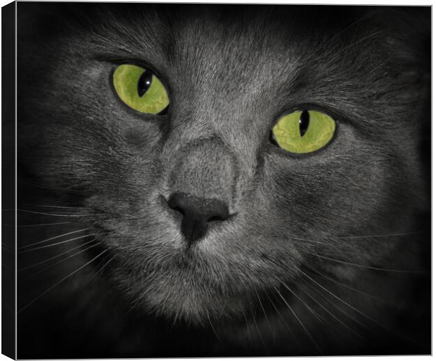 Cat with green eyes gray fur cute close up of his face Canvas Print by PAULINE Crawford
