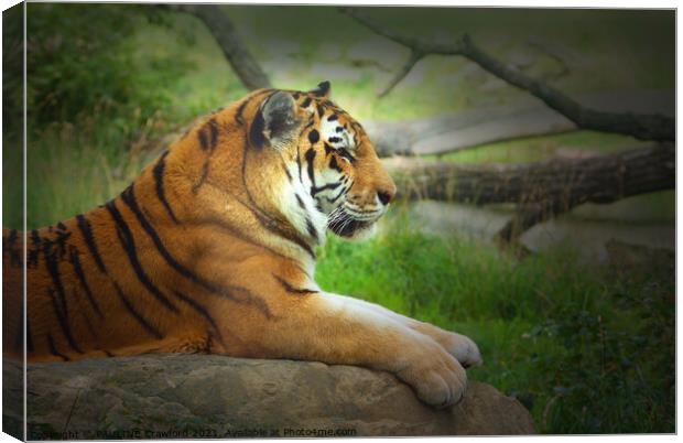 BIG CATS: Bengal Tiger Laying Down in Profile Canvas Print by PAULINE Crawford