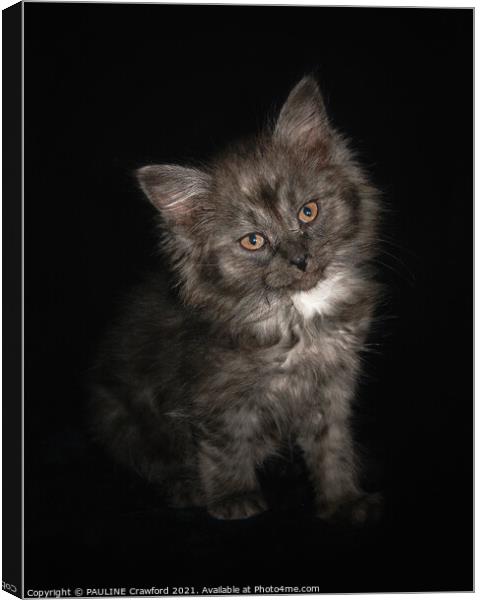 Ragdoll Kitten Cat with Black Smoke fur and Orange eyes Canvas Print by PAULINE Crawford