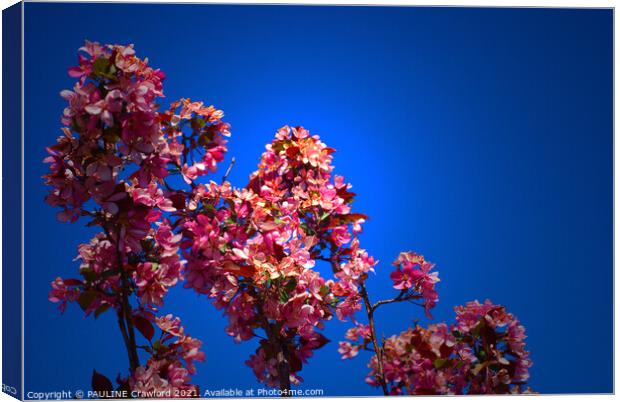 Flowering Crabapple Tree Flower Blossoms Blue Sky Canvas Print by PAULINE Crawford