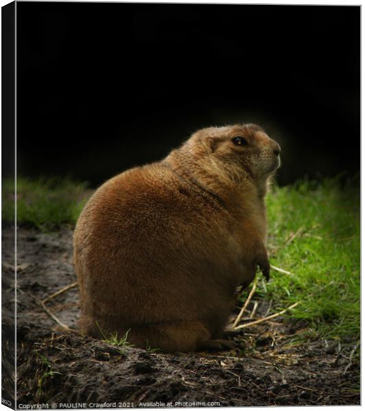 Groundhog Day Woodchuck Prairie Dog  Canvas Print by PAULINE Crawford