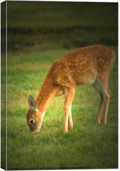 Baby Fawn Deer Nibbling Grass in the Field Canvas Print by PAULINE Crawford