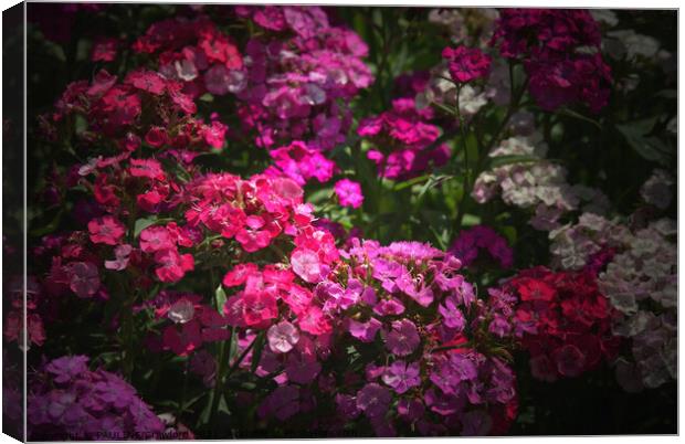 Phlox Wild Flowers Pink and Fuschia English Garden Canvas Print by PAULINE Crawford