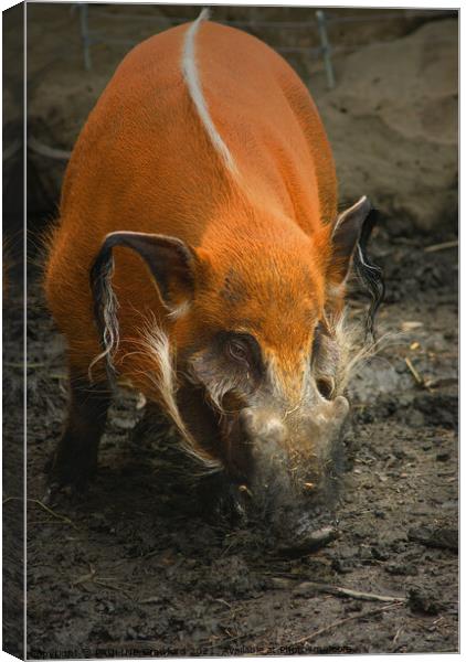 Wild Boar Pig in Mud Canvas Print by PAULINE Crawford