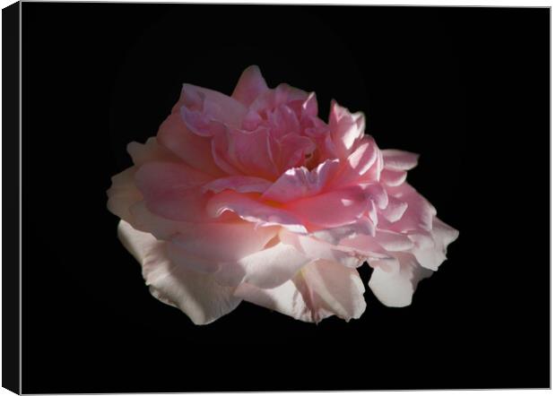 Wild Rose Pink Rose Blossom Floating in Darkness Canvas Print by PAULINE Crawford