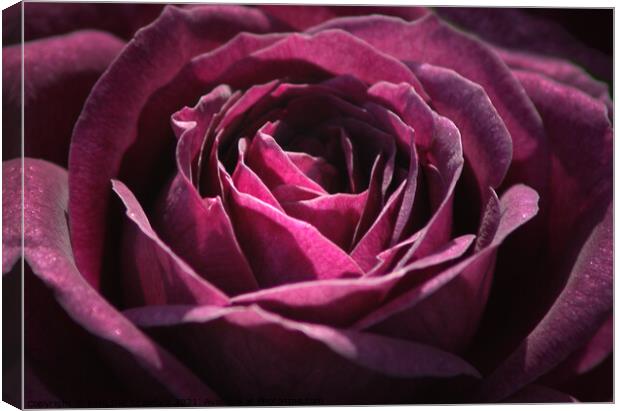 Plum Crazy Purple Plum Rose Bloom Blossom Canvas Print by PAULINE Crawford